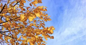 Слънчев ноемврийски понеделник