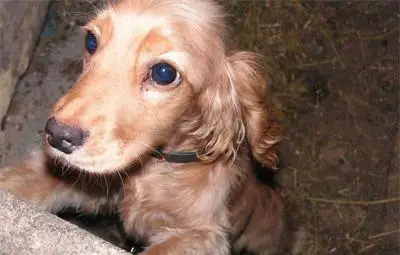 Откриха откраднати кучета, обучени да откриват трюфели