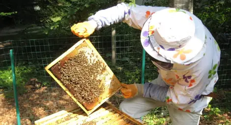 Проблемите на пчеларите от двете  страни на Дунав обсъждат в Две могили