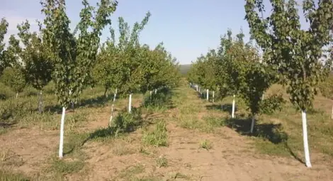 25 кайсии изсечени в овощна градина в Тетово