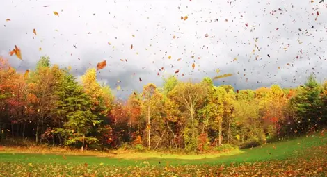 Предупреждение за бурен вятър в 21 области
