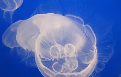 Нашествие на медузи по Южното Черноморие