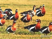 Дуранкулашкото езеро - важна зона за птиците по света