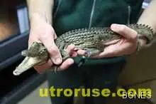 Наводненията докараха крокодилска напаст в Австралия