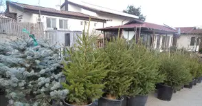 Нулев интерес към кампанията за засаждане на коледните елхички