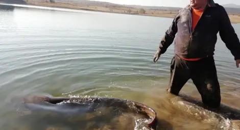 Сом с гигантски размери плува в язовир Берсин