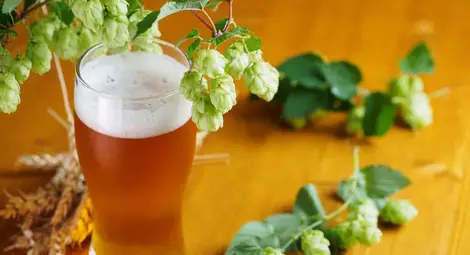 Съюз на пивоварите: Започна активното бирено лято, в заведениятa в България се сервират 435 000 чаши бира на ден