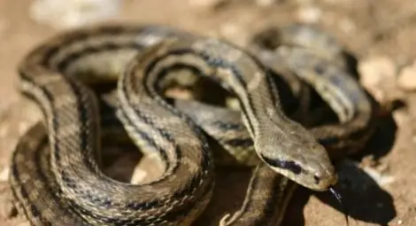 Смок пази селска кметица