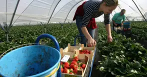 Испански кооператив дава 40 евро на ден за бране на ягоди