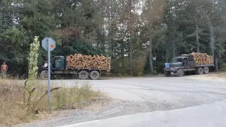 Затяга се контролът върху превоза на дървесина