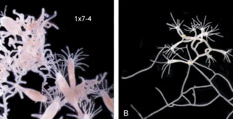 Откриха животно, което живее вечно