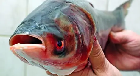 Два толстолоба клъвнаха 1500 лева от бракониер със серкме и търмък