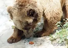 Гладна мечка си похапна борш в Сибир 