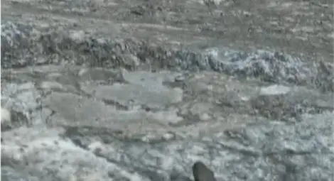 Змии и в обувките на жителите на Търън, може да са отровни Змии и в обувките на жителите на Търън, може да са отровни