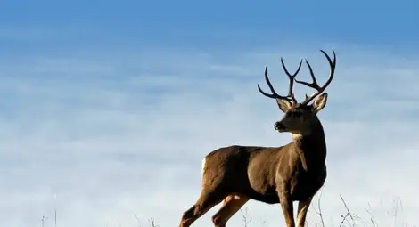 Среднощни бракониери убиха тригодишен благороден елен