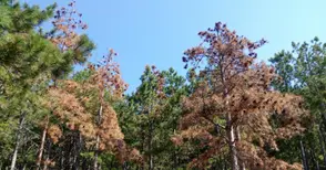 Климатът убива 230 декара иглолистни гори в Русенско