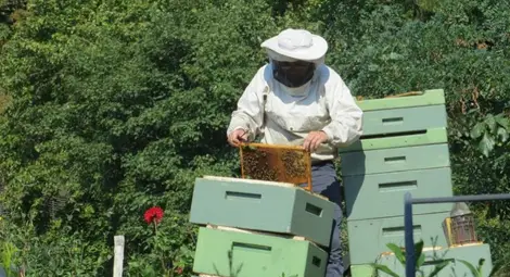 Пчеларите получиха 4.5 млн. лв. по de minimis Пчеларите получиха 4.5 млн. лв. по de minimis