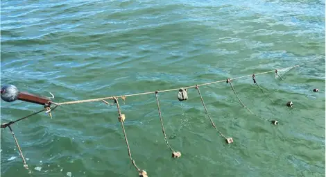 988 кърмаци с дължина от 37 километра иззети от бракониери на есетрови риби