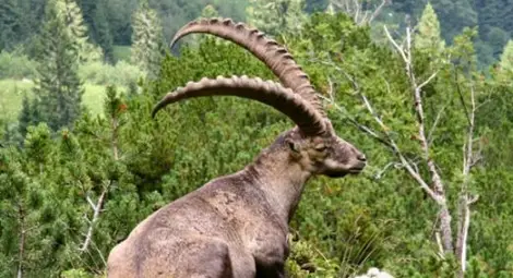 Още едно животно почина внезапно в столичния зоопарк