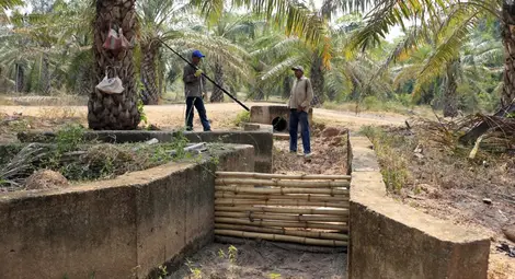 През 2016 г. в България са консумирани над 12 хиляди тона палмово масло