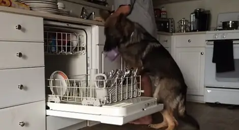 Ако можеха да говорят: Немска овчарка зарежда съдомиялна машина /видео/