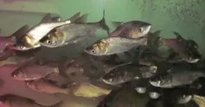 Препълнени язовири застрашават размножаването на рибата