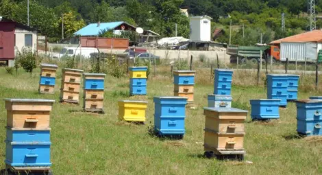 Пчеларите скочиха срещу законопроект за изнасяне на кошерите извън селата Пчеларите скочиха срещу законопроект за изнасяне на кошерите извън селата
