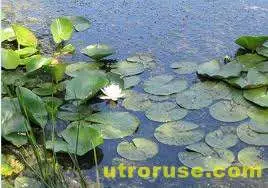 Трагедия - три деца се удавиха в язовир в Силистренско