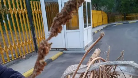 4.58 тона индустриален коноп с  нарковещество спрян на Дунав мост