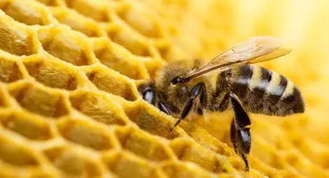 Франция забрани петте пестициди - убийци на пчели Франция забрани петте пестициди - убийци на пчели