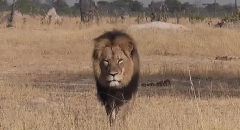 Убиецът на лъва Сесил: Чувствам се в безопасност Убиецът на лъва Сесил: Чувствам се в безопасност