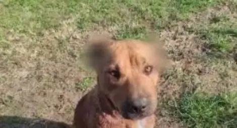 Кучето, чиято съдба трогна и разгневи мнозина.