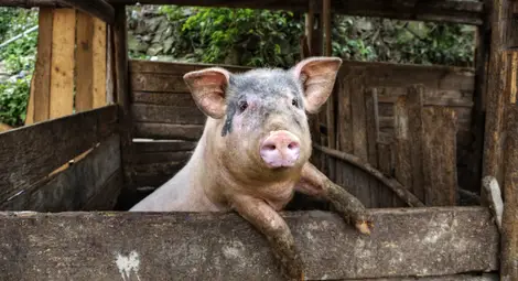 Откриха чума по свинете в още един окръг на Румъния