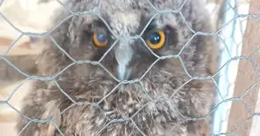 Една история за малко пернато бебе, съпричастност и законите на природата