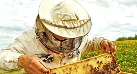 Над 6.2 милиона лева ще подпомогнат пчеларите, документи се приемат до 22 февруари Над 6.2 милиона лева ще подпомогнат пчеларите, документи се приемат до 22 февруари