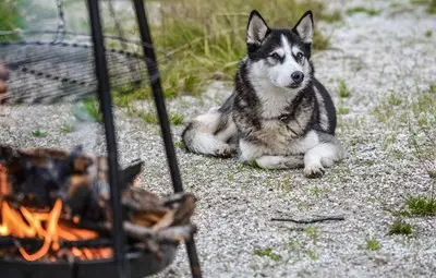 Куче брани цял месец опожарения дом на стопаните си в Калифорния