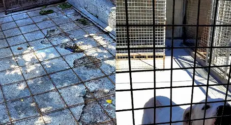 Пенчо Милков посети русенския приют за безстопанствени животни и разговаря с доброволците Пенчо Милков посети русенския приют за безстопанствени животни и разговаря с доброволците