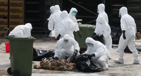 Откриха четири огнища на птичи грип в България