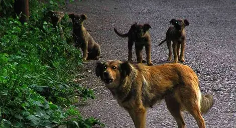 Сменили цяла става на нападнат от бездомни кучета