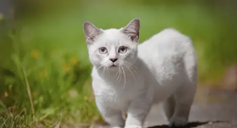 Най-малката котка в света е висока само 10 сантиметра