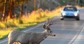 Внезапно изскочил елен налетя на колата на семейство пенсионери
