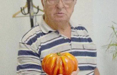 Био домати гиганти отгледа семейство в Ново село