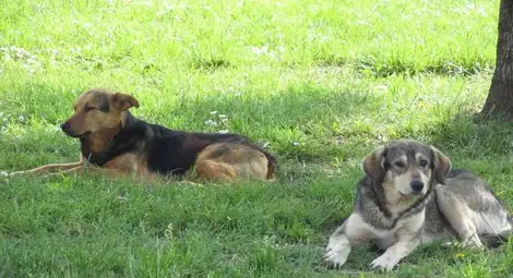 2.4 милиона кучета в България или на трима човека по едно животно