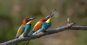 Бум на популацията пчелояди  застрашава кошерите