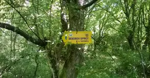 Туристи напразно търсят вековния бряст в живописното село Нисово