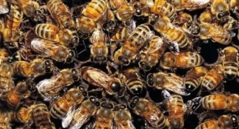 Учени откриха защо умират пчелите