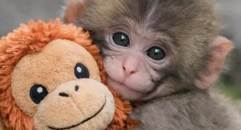 Плюшената майка: Маймунчето Пънч и човешките рани. Защо тази история разплака света Плюшената майка: Маймунчето Пънч и човешките рани. Защо тази история разплака света