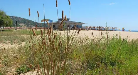 Традиционна българска билка цъфти по плажа на Албена