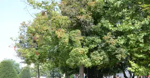 Клон падна върху 71-годишен мъж в Градската градина