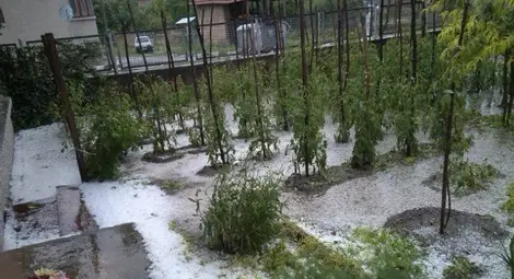 Градушка като лешник помля Бъзовец